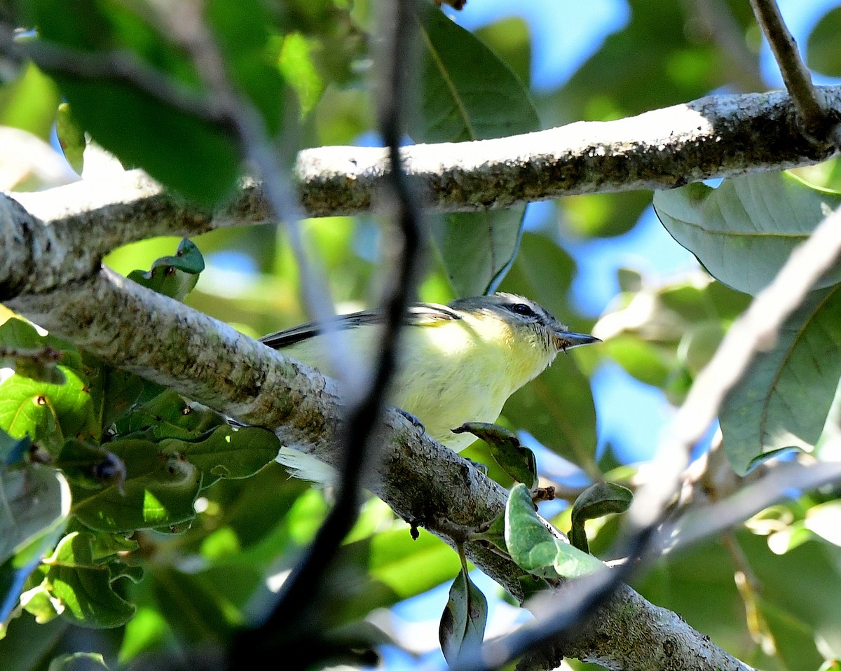 Philadelphia Vireo - ML643567822