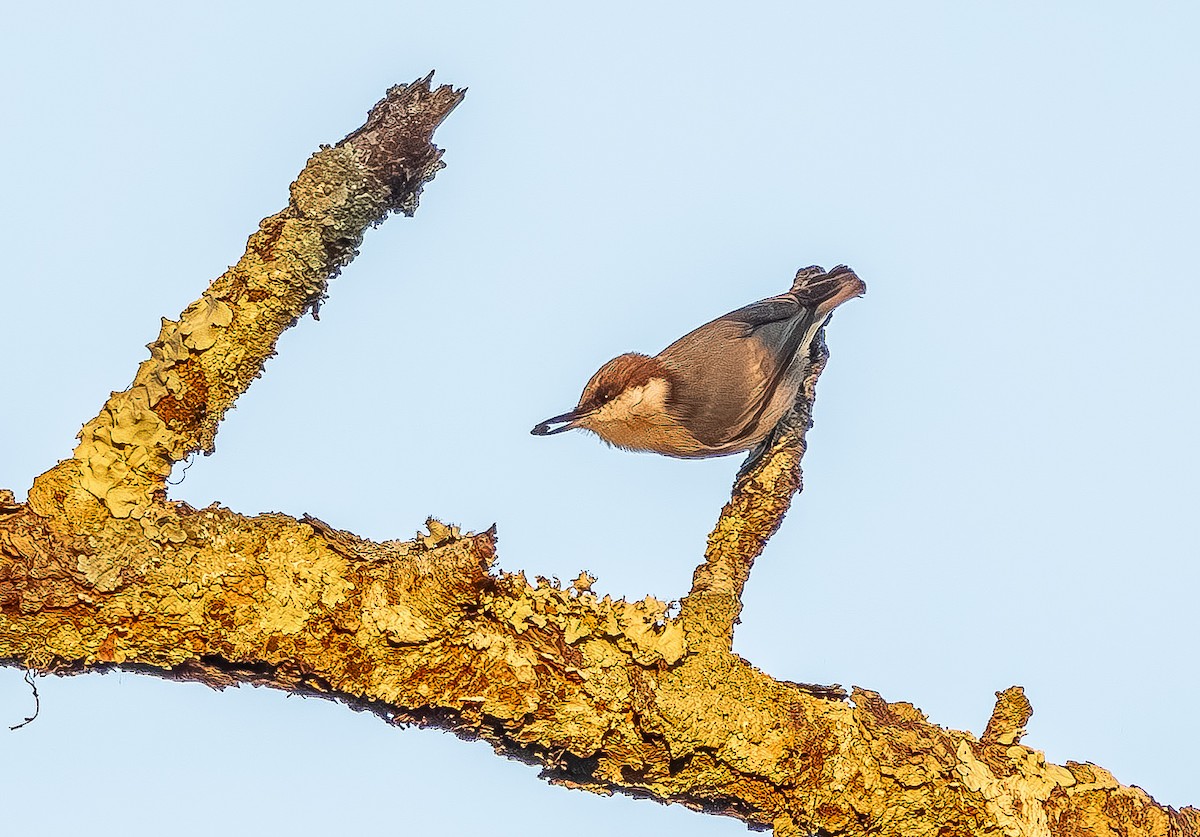Brown-headed Nuthatch - ML643567841