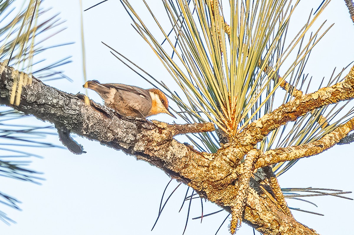 Brown-headed Nuthatch - ML643567842