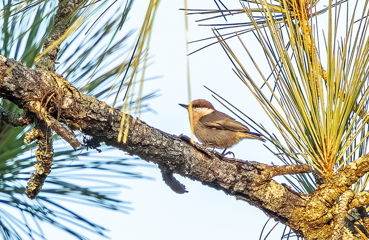 Brown-headed Nuthatch - ML643567843
