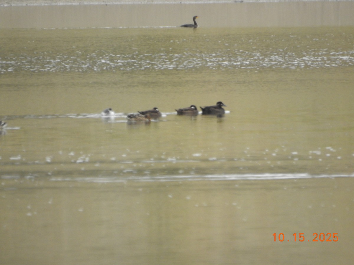 White-winged Scoter - ML643567856