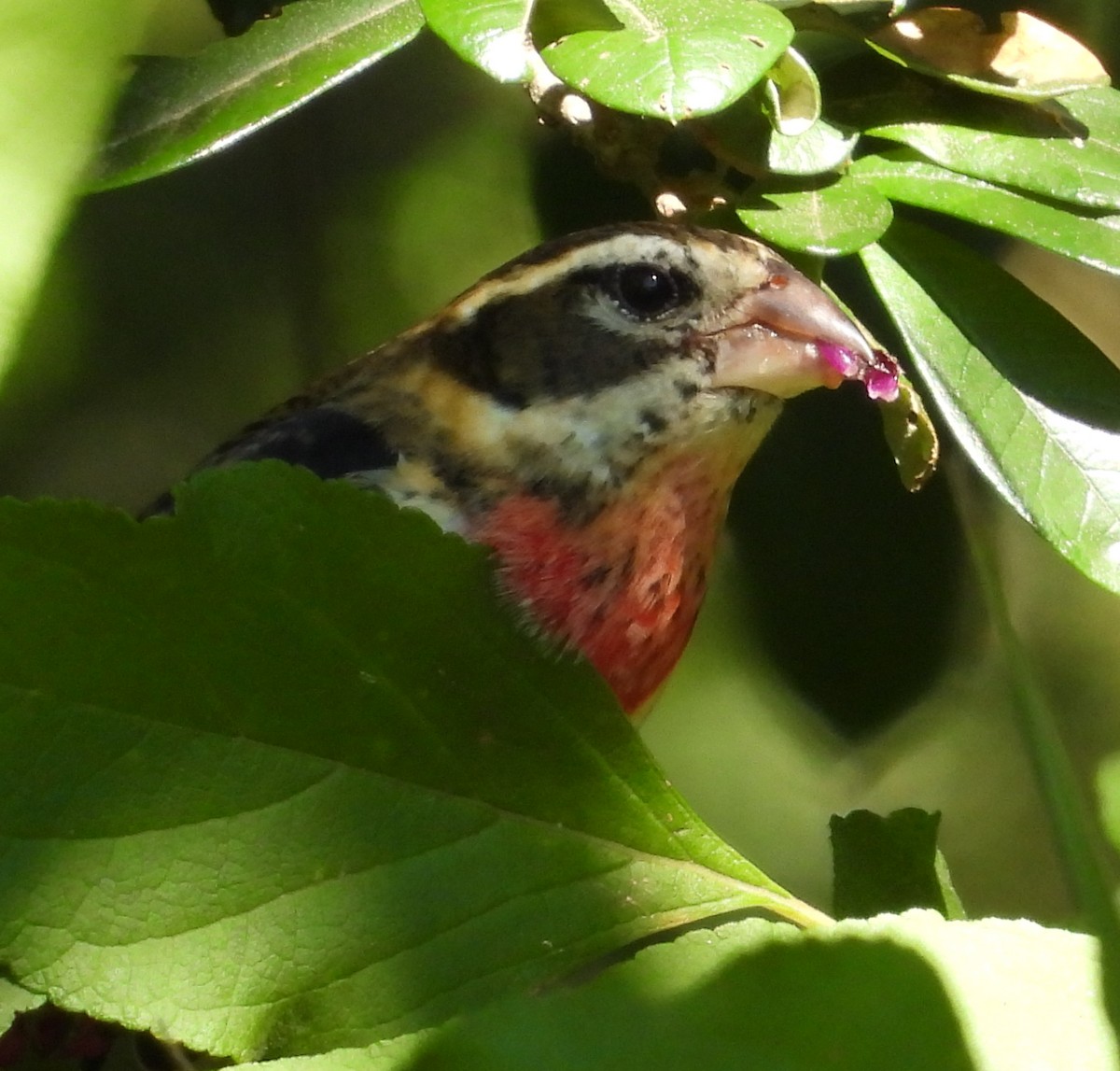 Rose-breasted Grosbeak - ML643567857