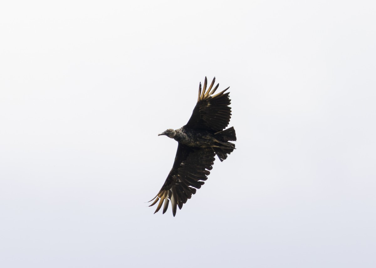 Black Vulture - ML643567862