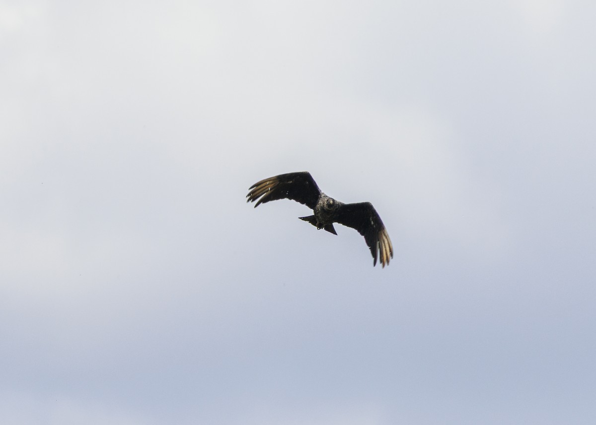 Black Vulture - ML643567863