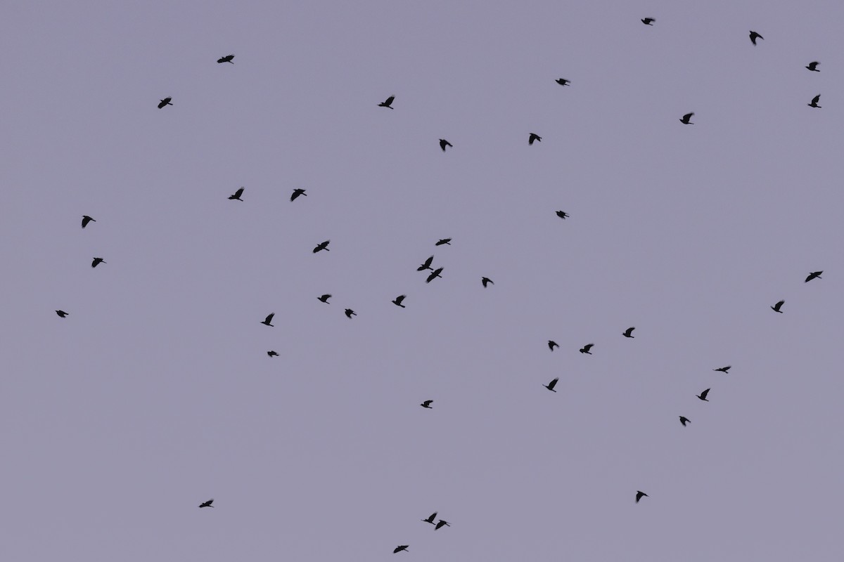 Fish Crow - ML643567876