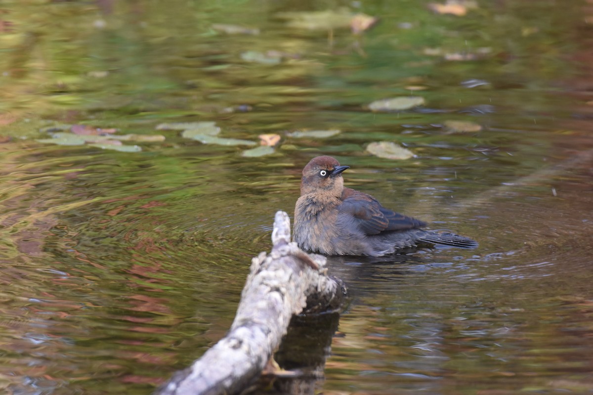 Ржавчатый трупиал - ML643567879