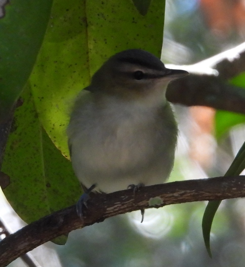Red-eyed Vireo - ML643567882