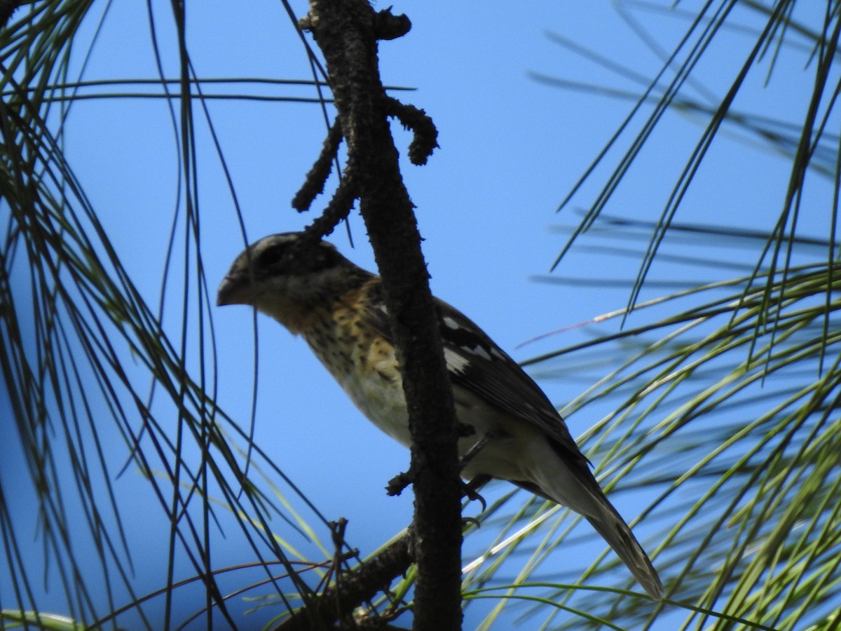 Rose-breasted Grosbeak - ML643567885