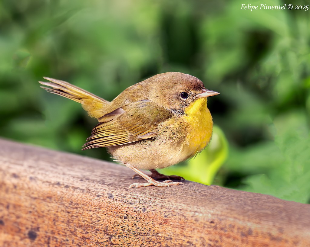 Common Yellowthroat - ML643567895