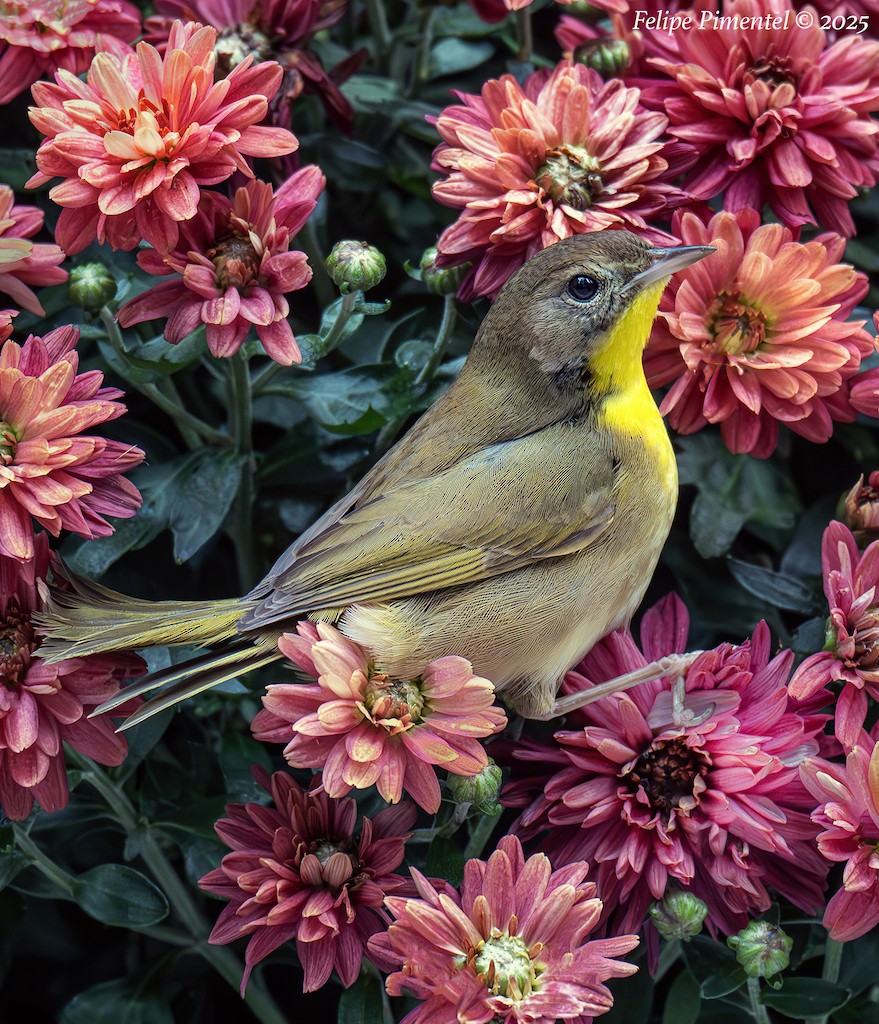 Common Yellowthroat - ML643567896
