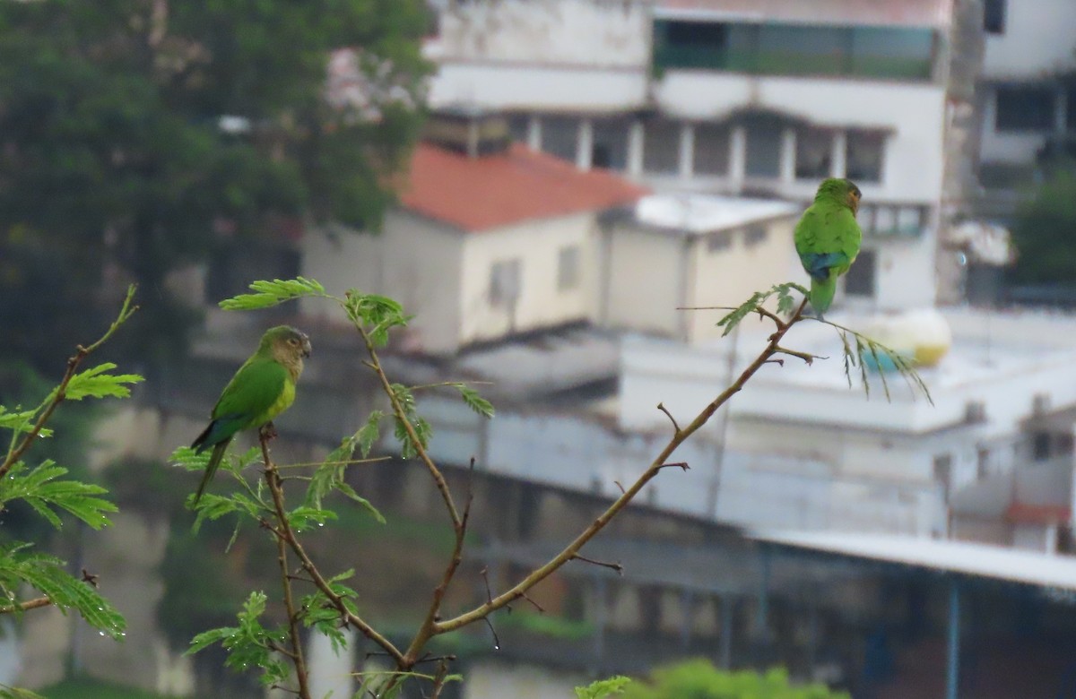 Brown-throated Parakeet - ML643567905