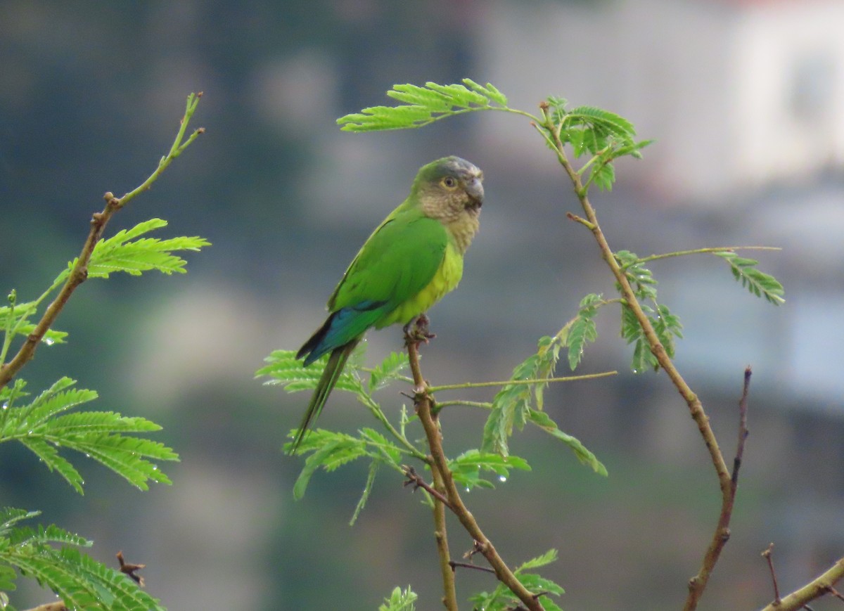 Brown-throated Parakeet - ML643567907