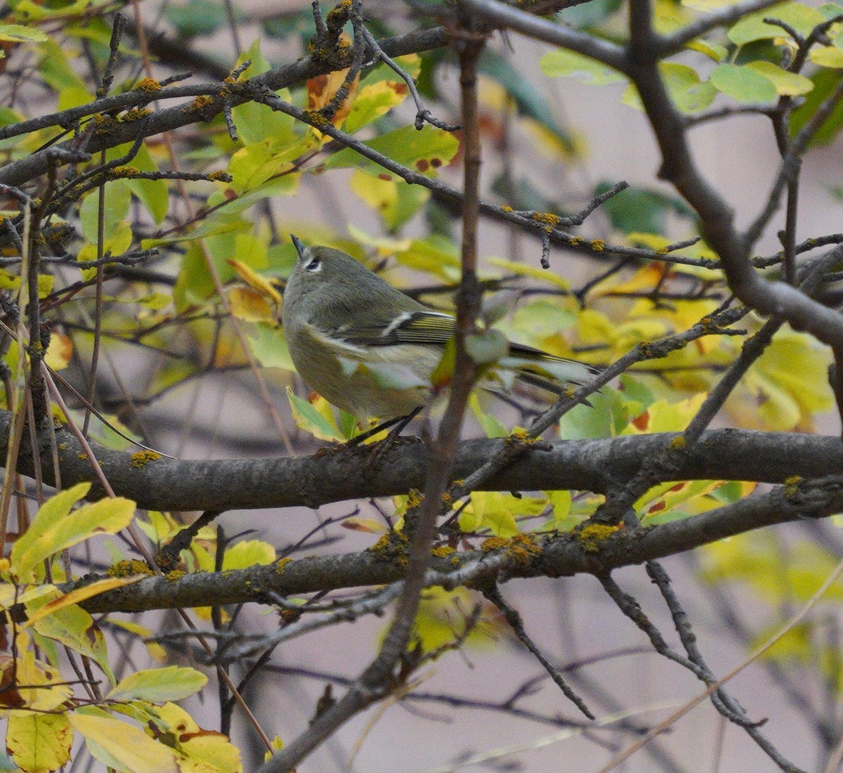 Ruby-crowned Kinglet - ML643567914