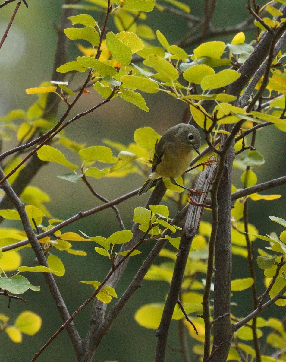 Ruby-crowned Kinglet - ML643567915