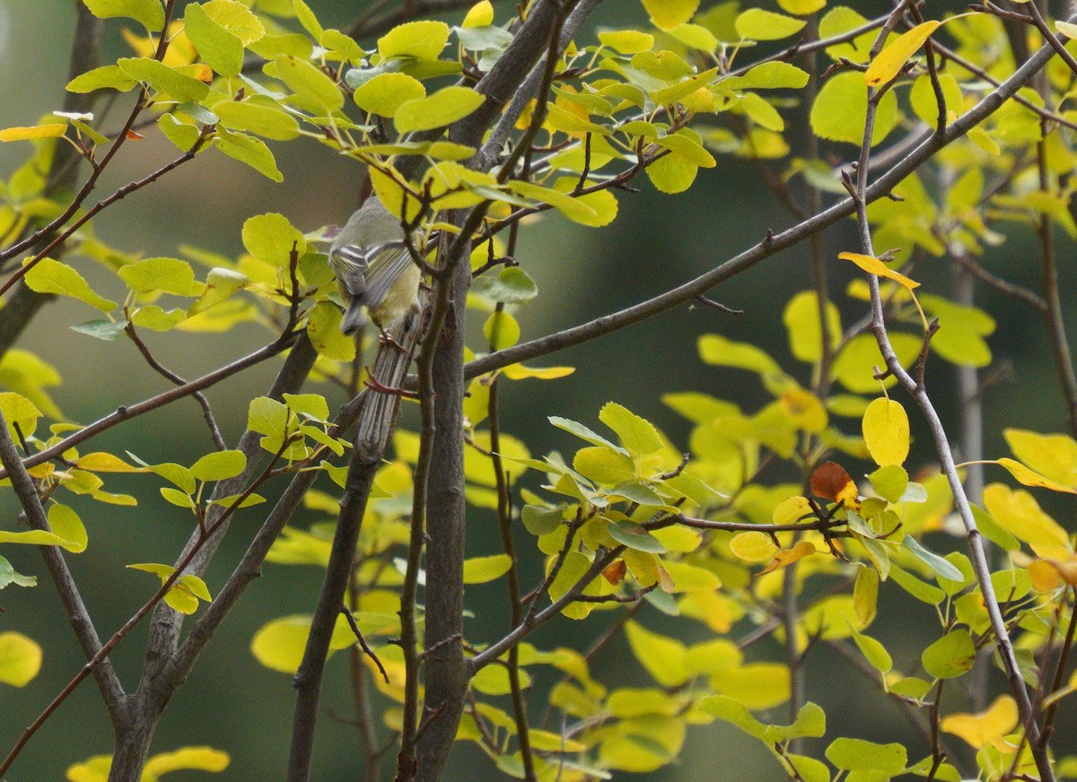 Ruby-crowned Kinglet - ML643567916