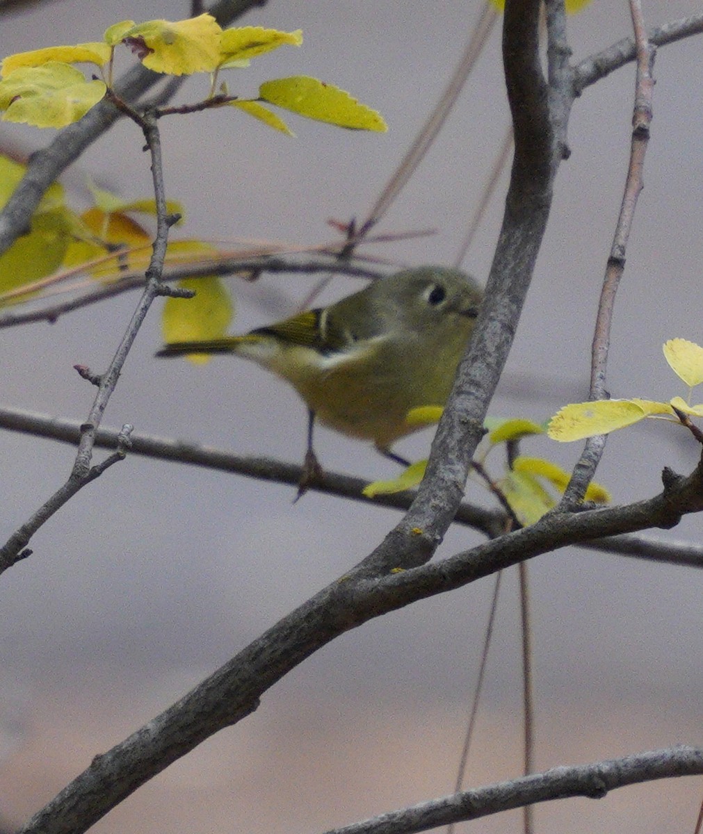 Ruby-crowned Kinglet - ML643567918