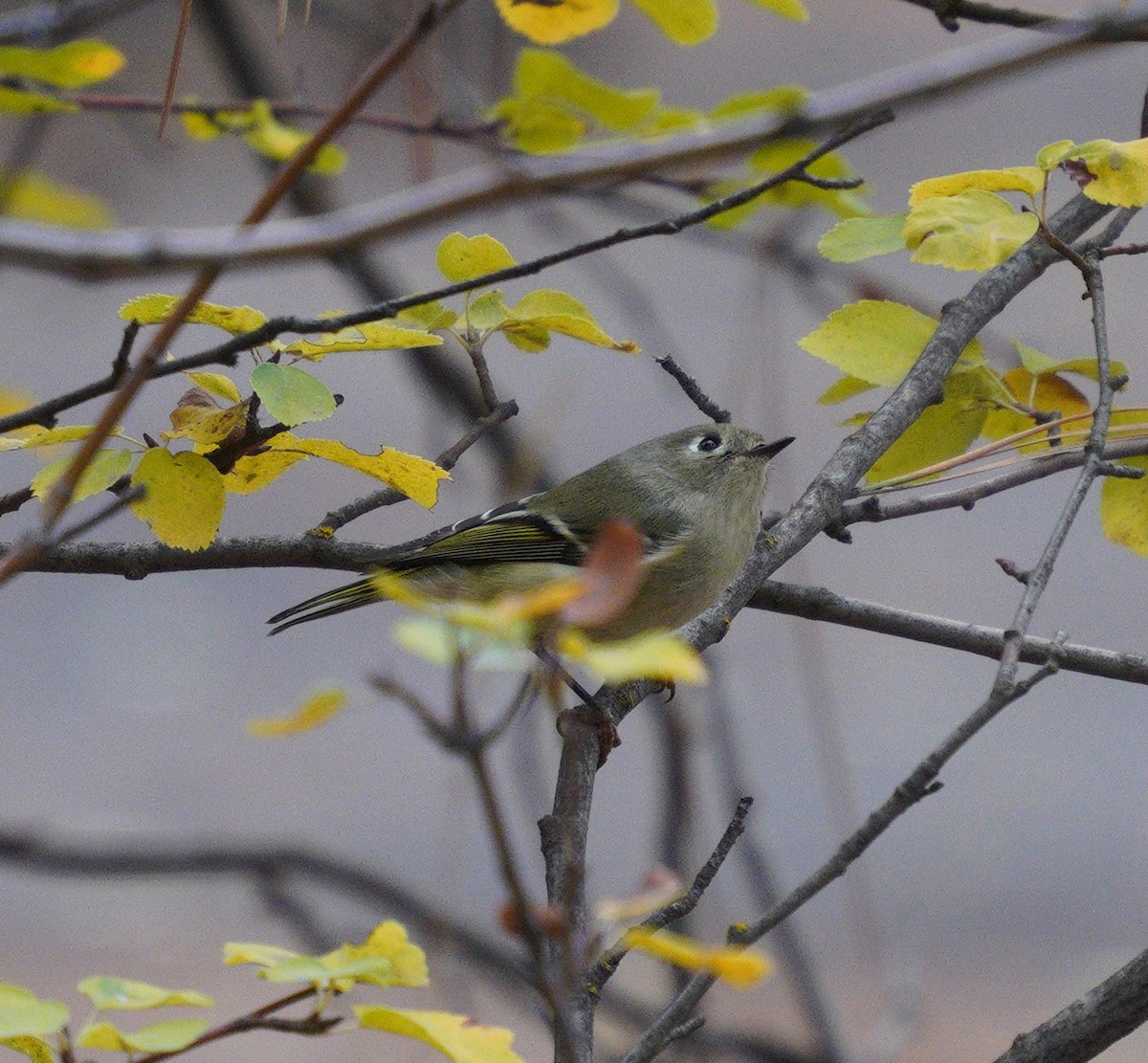 Ruby-crowned Kinglet - ML643567919