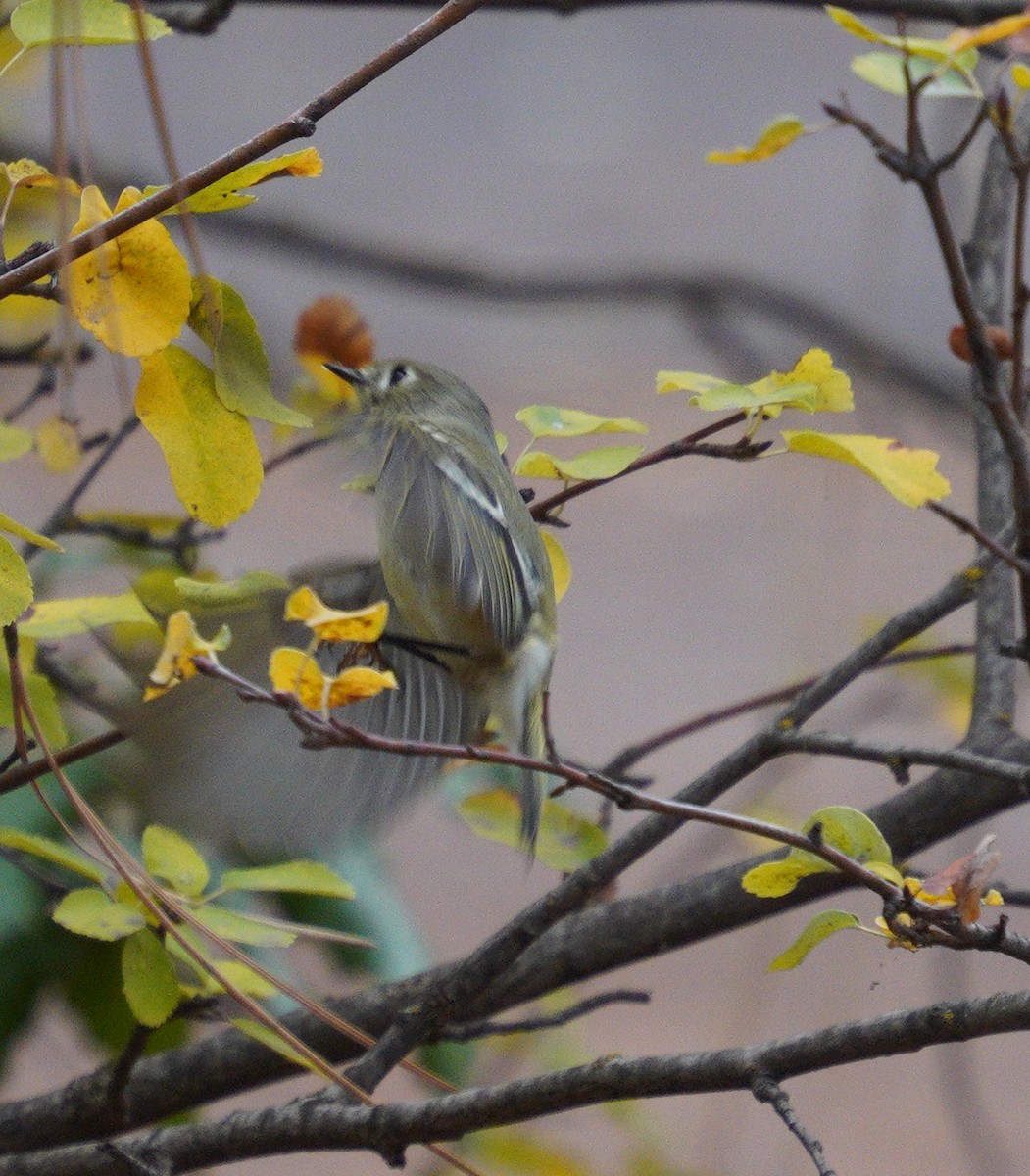 Ruby-crowned Kinglet - ML643567920
