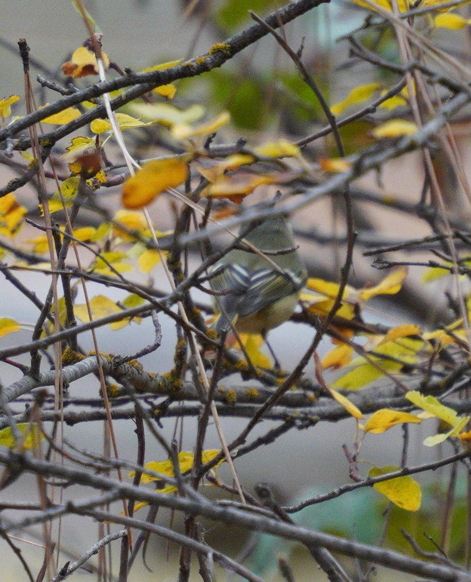 Ruby-crowned Kinglet - ML643567921