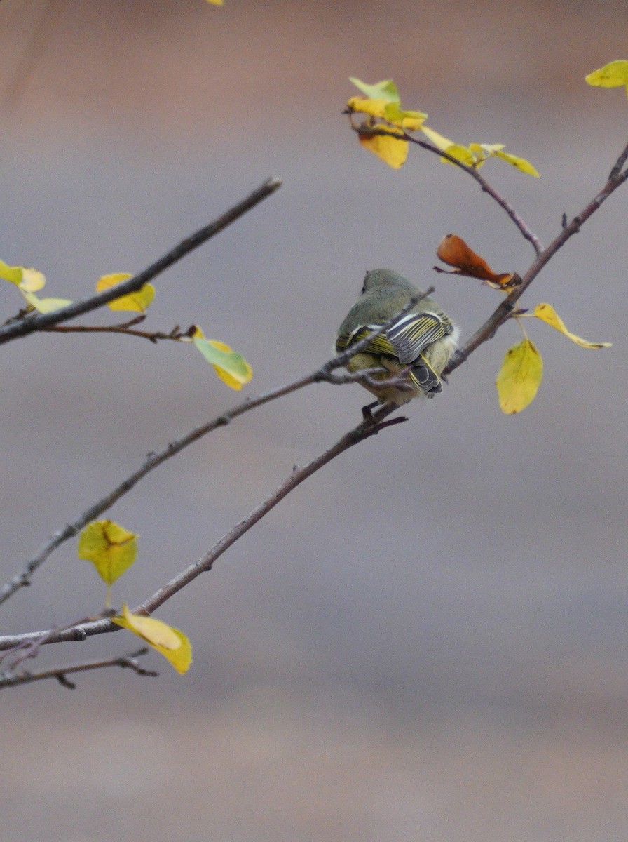 Ruby-crowned Kinglet - ML643567922