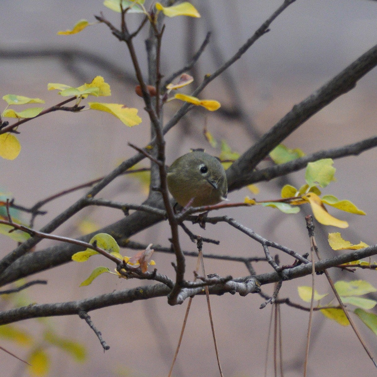 Ruby-crowned Kinglet - ML643567923