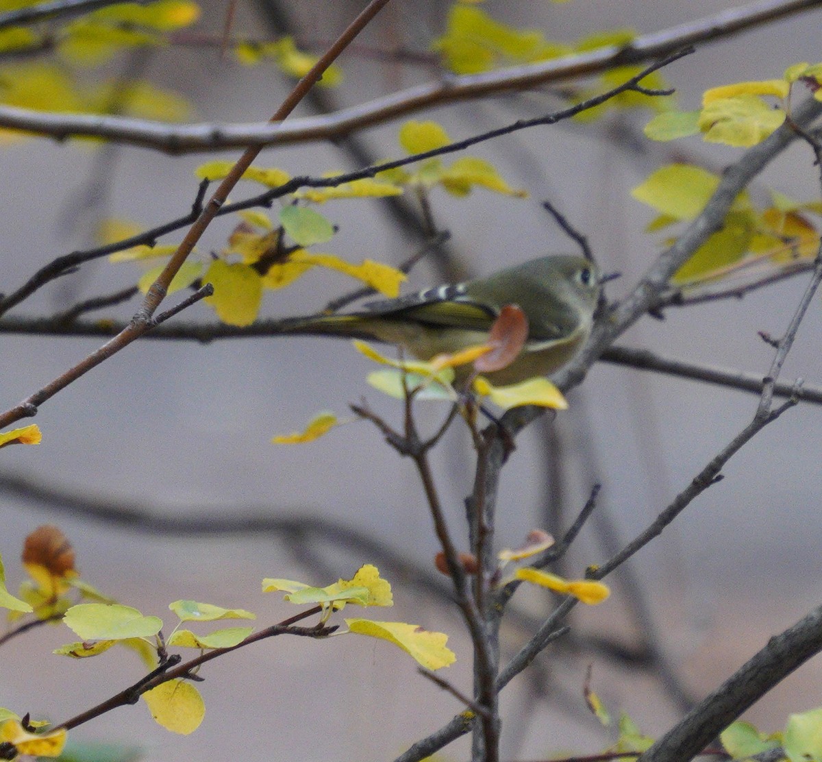 Ruby-crowned Kinglet - ML643567924