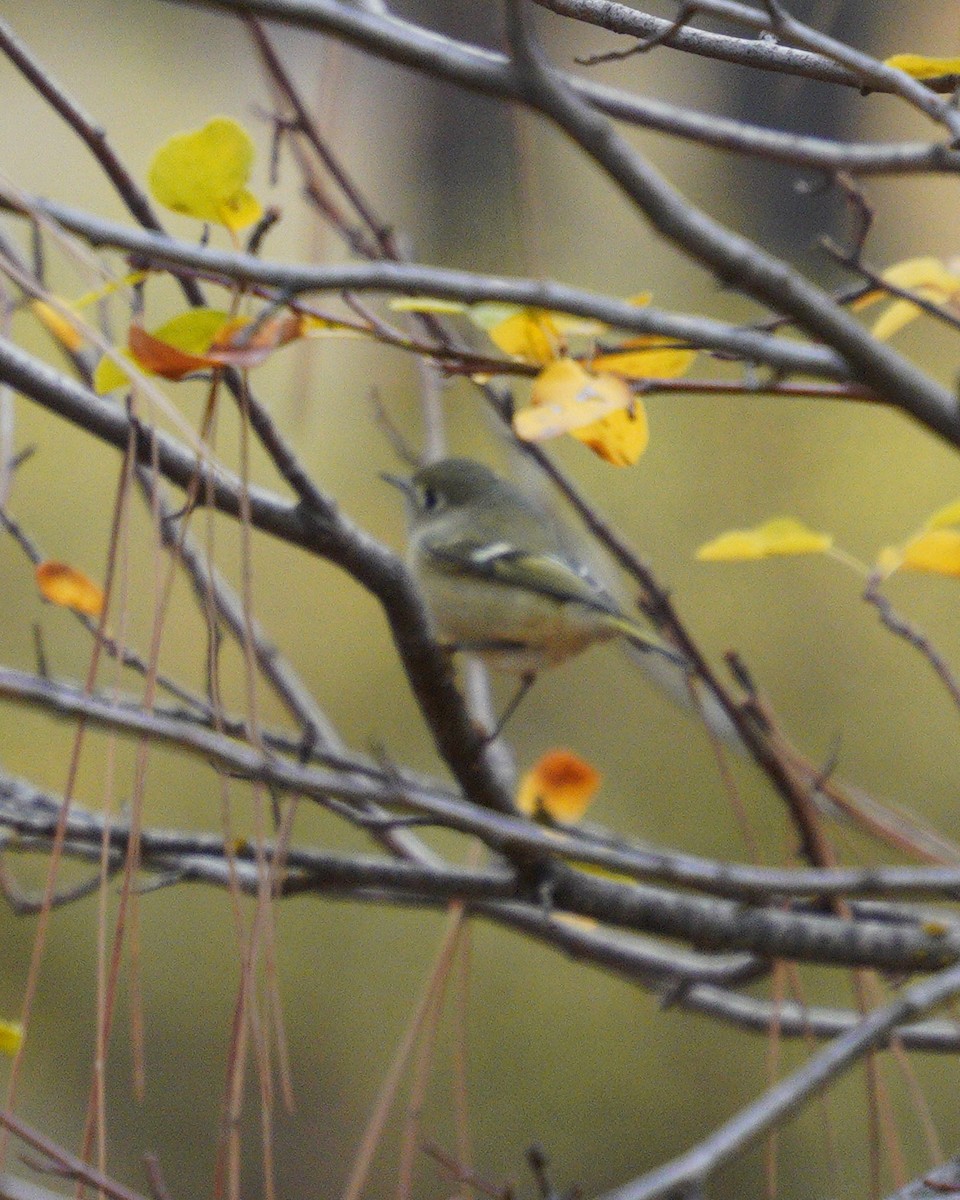 Ruby-crowned Kinglet - ML643567925