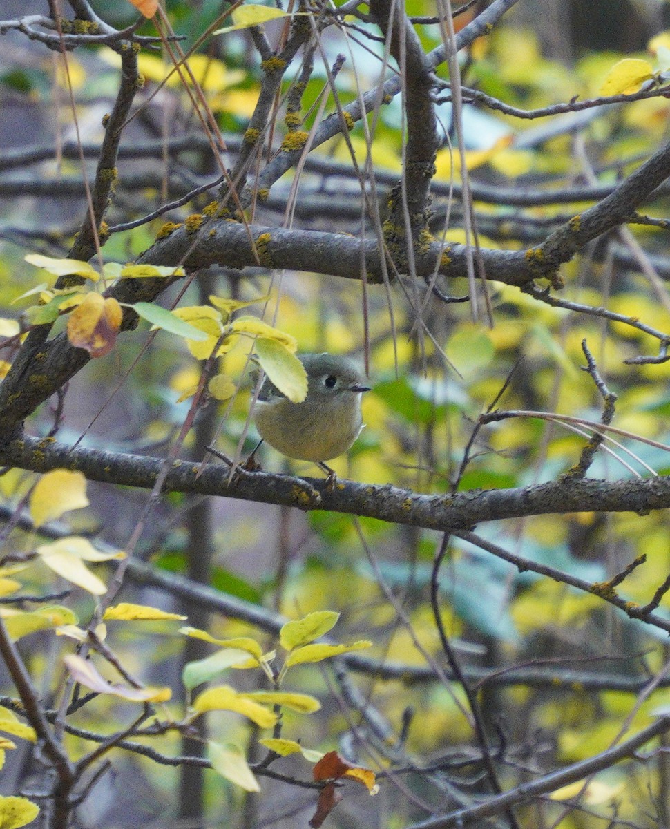 Ruby-crowned Kinglet - ML643567926