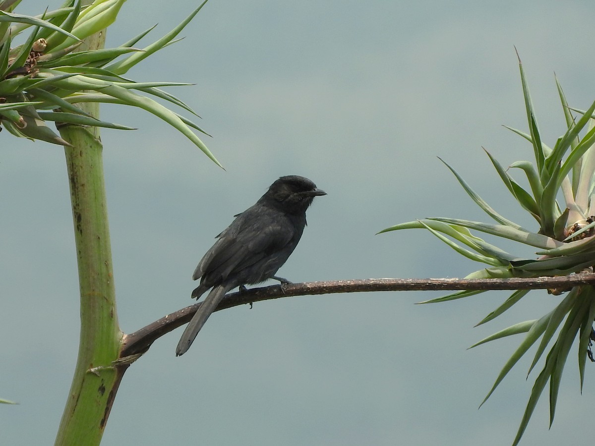 Northern Black-Flycatcher - ML643567931