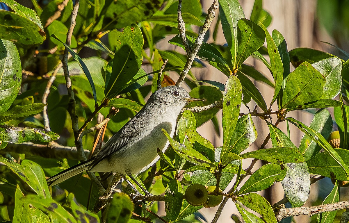 Blue-gray Gnatcatcher - ML643567935