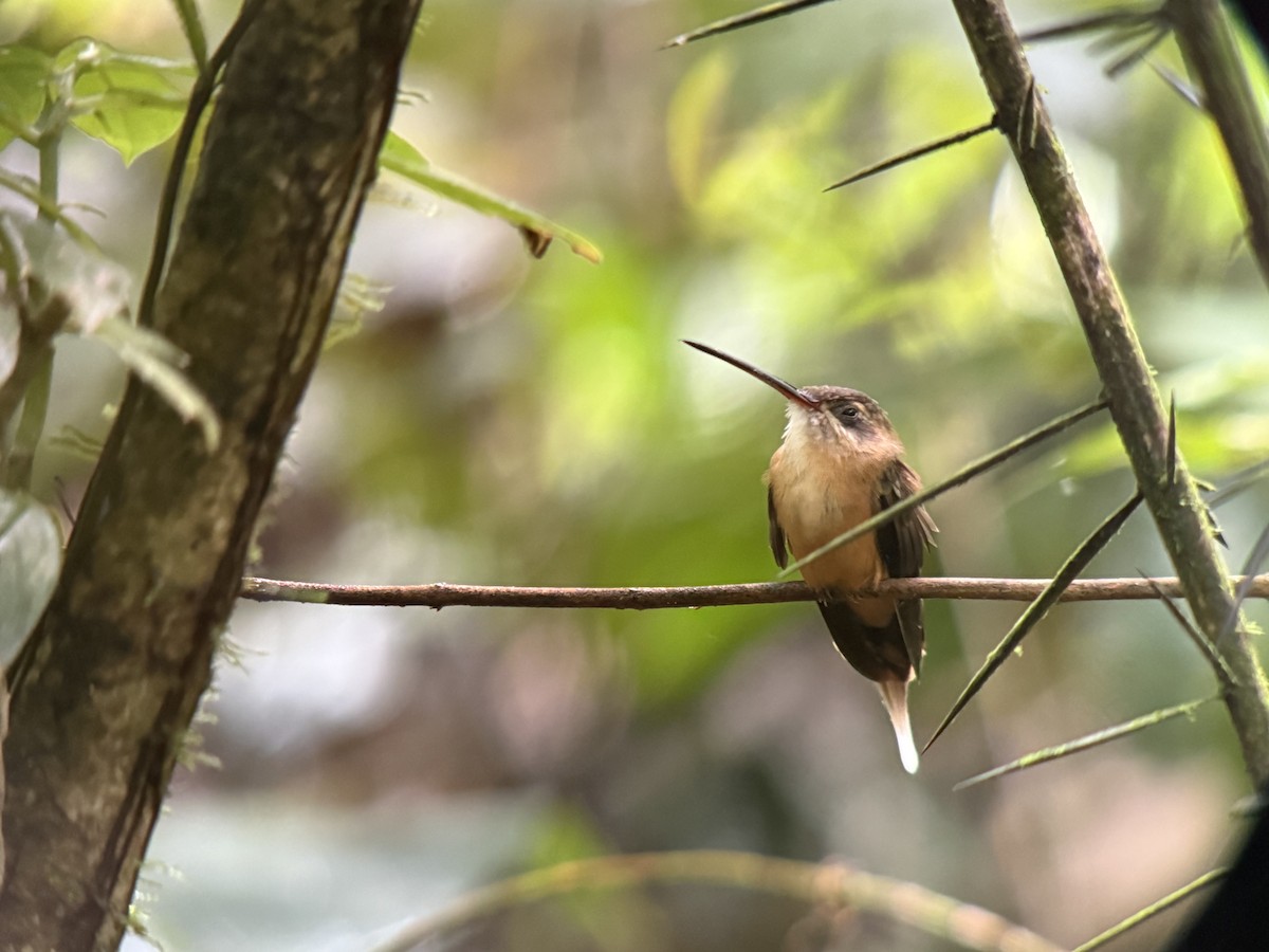 Koepcke's Hermit - ML643567950