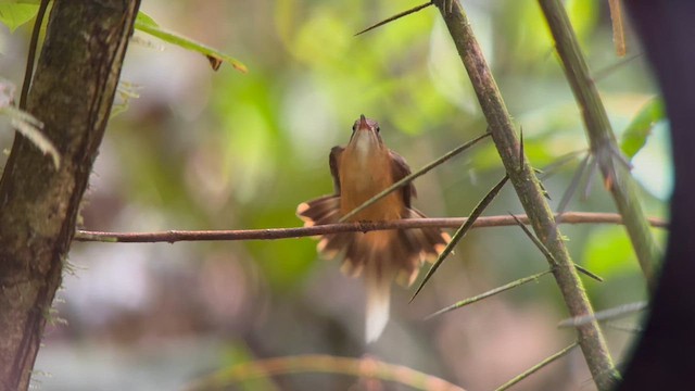 Koepcke's Hermit - ML643567951