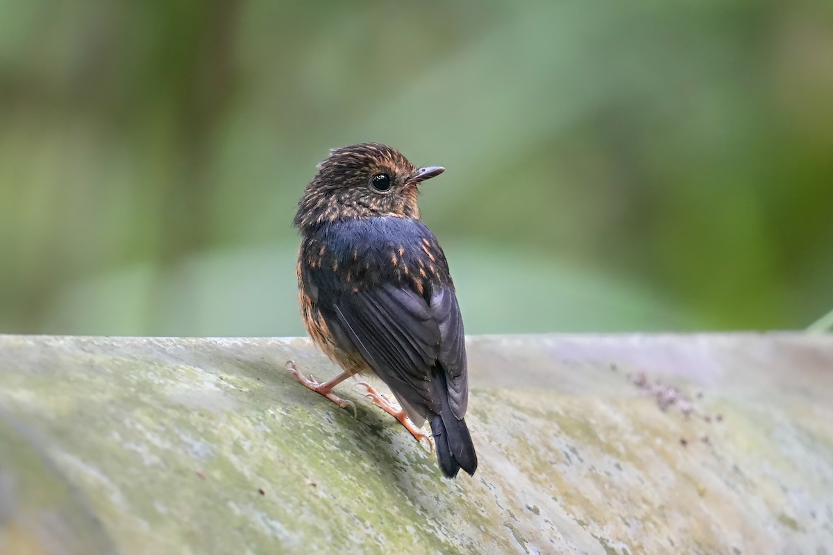 Snowy-browed Flycatcher - ML643567952