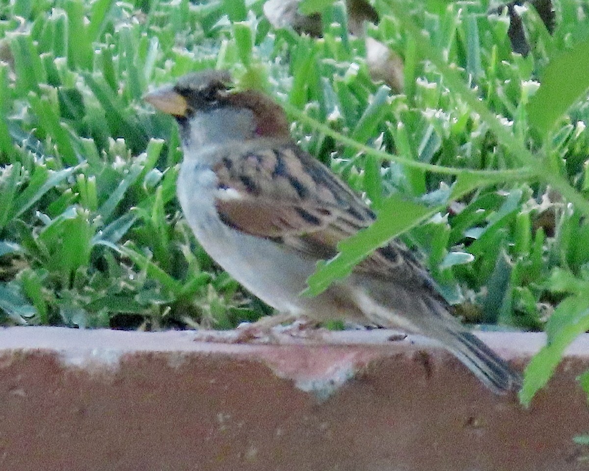 House Sparrow - ML643567966