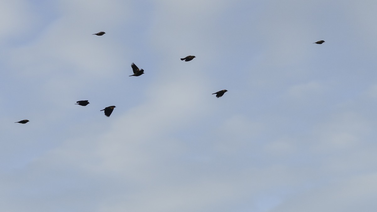 Red-winged Blackbird - ML643567969