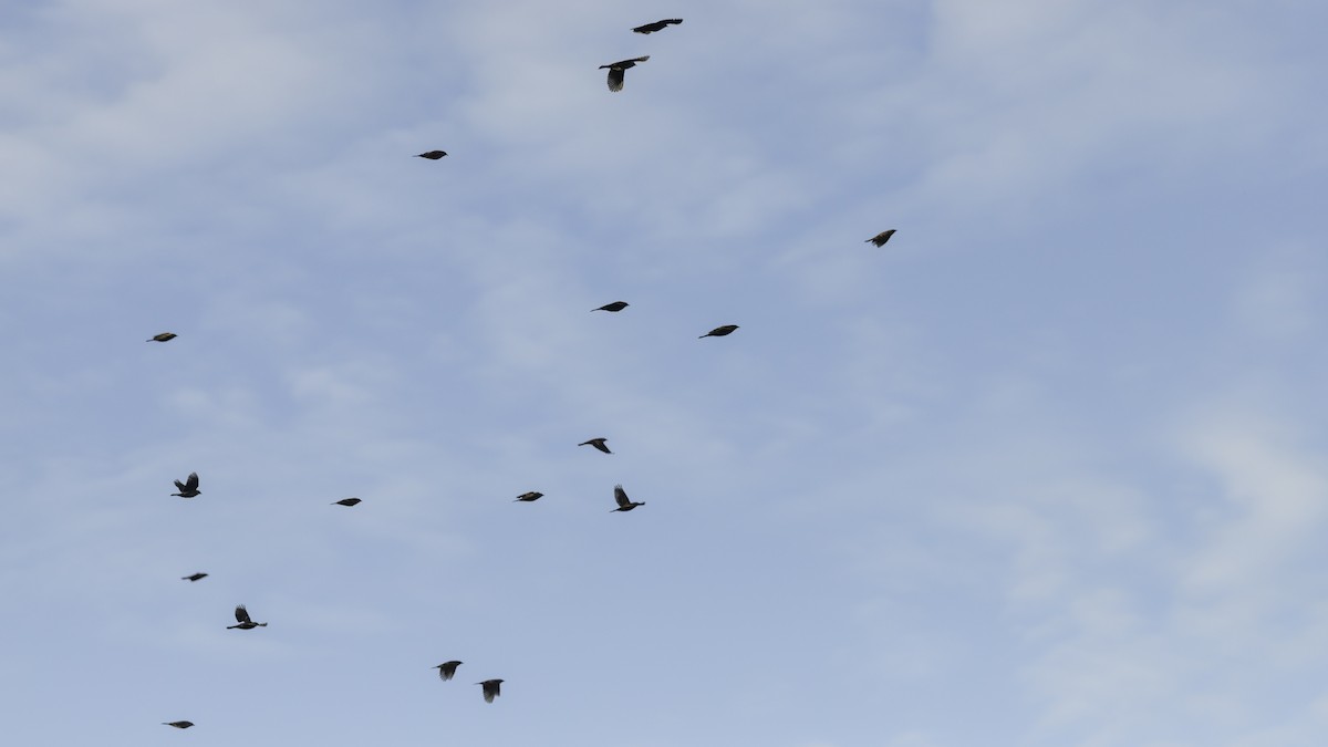 Red-winged Blackbird - ML643567974
