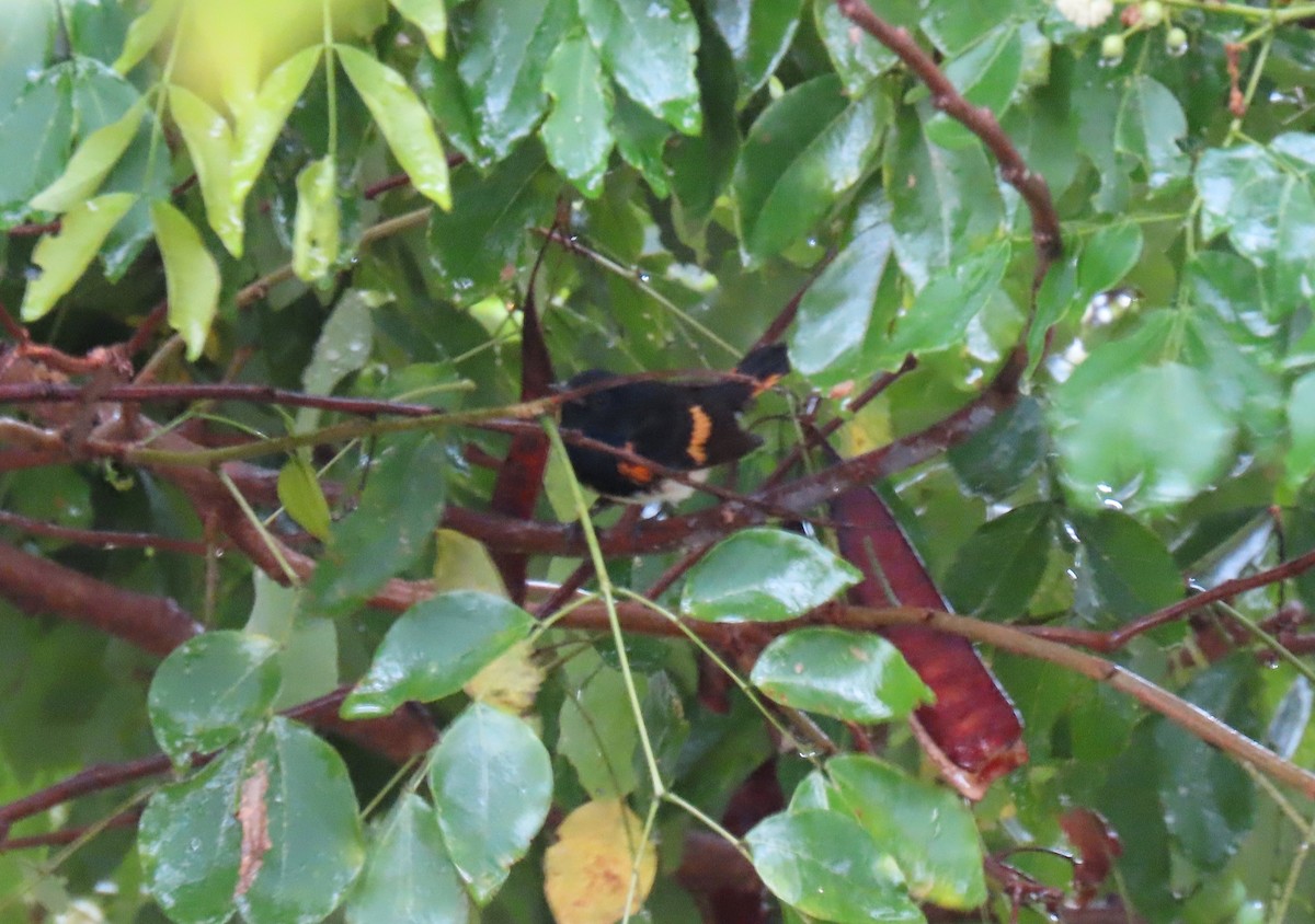 American Redstart - ML643567975