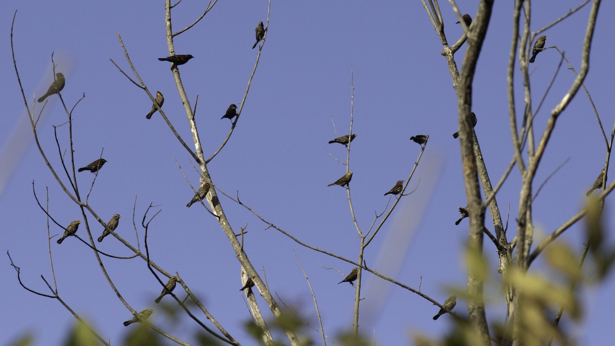 Red-winged Blackbird - ML643567976