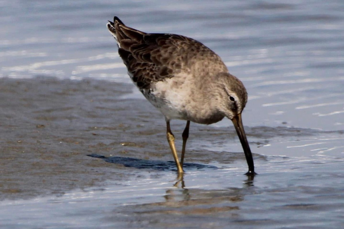 Long-billed Dowitcher - ML643567984