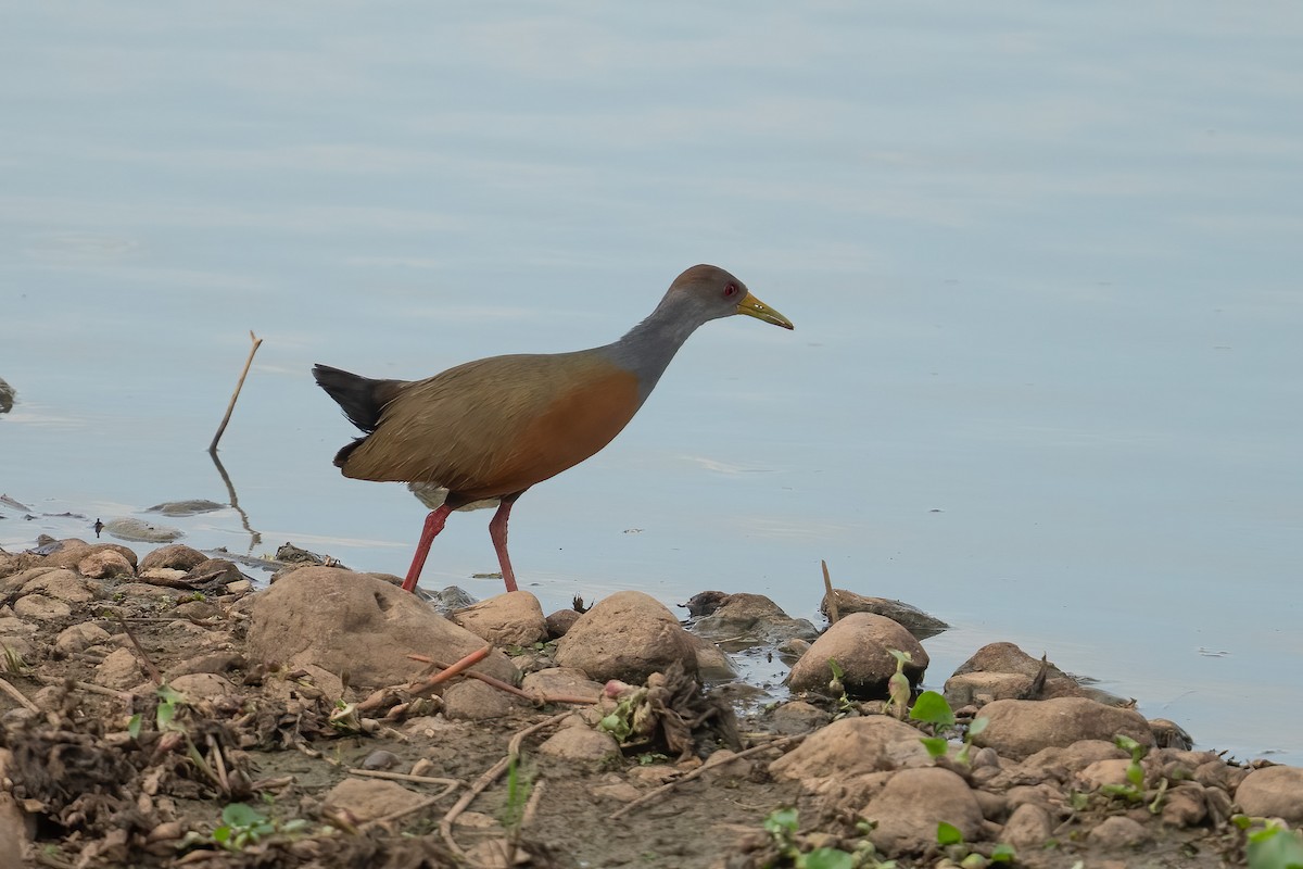 Gray-cowled Wood-Rail - ML643567988