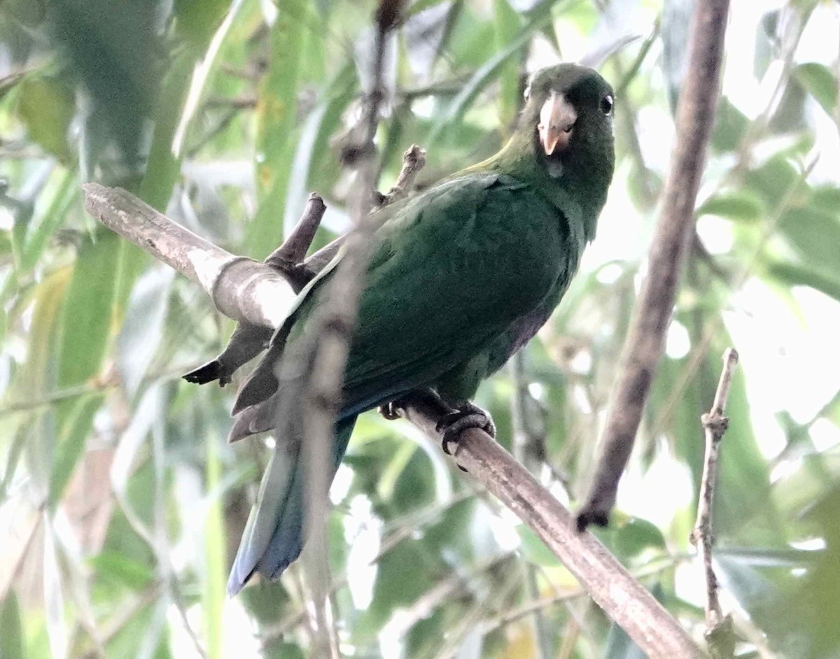 Blue-bellied Parrot - ML643567999