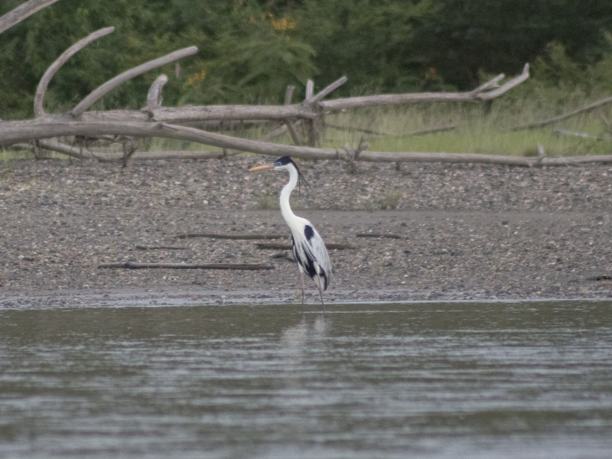 Cocoi Heron - ML643568005