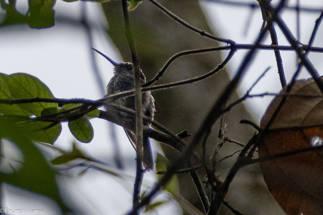 Stripe-breasted Starthroat - ML643568012