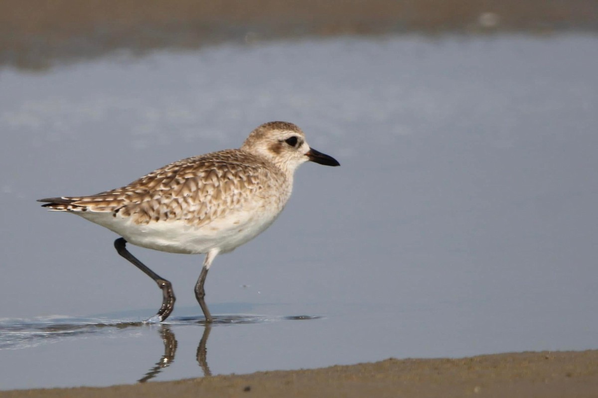 Black-bellied Plover - ML643568015