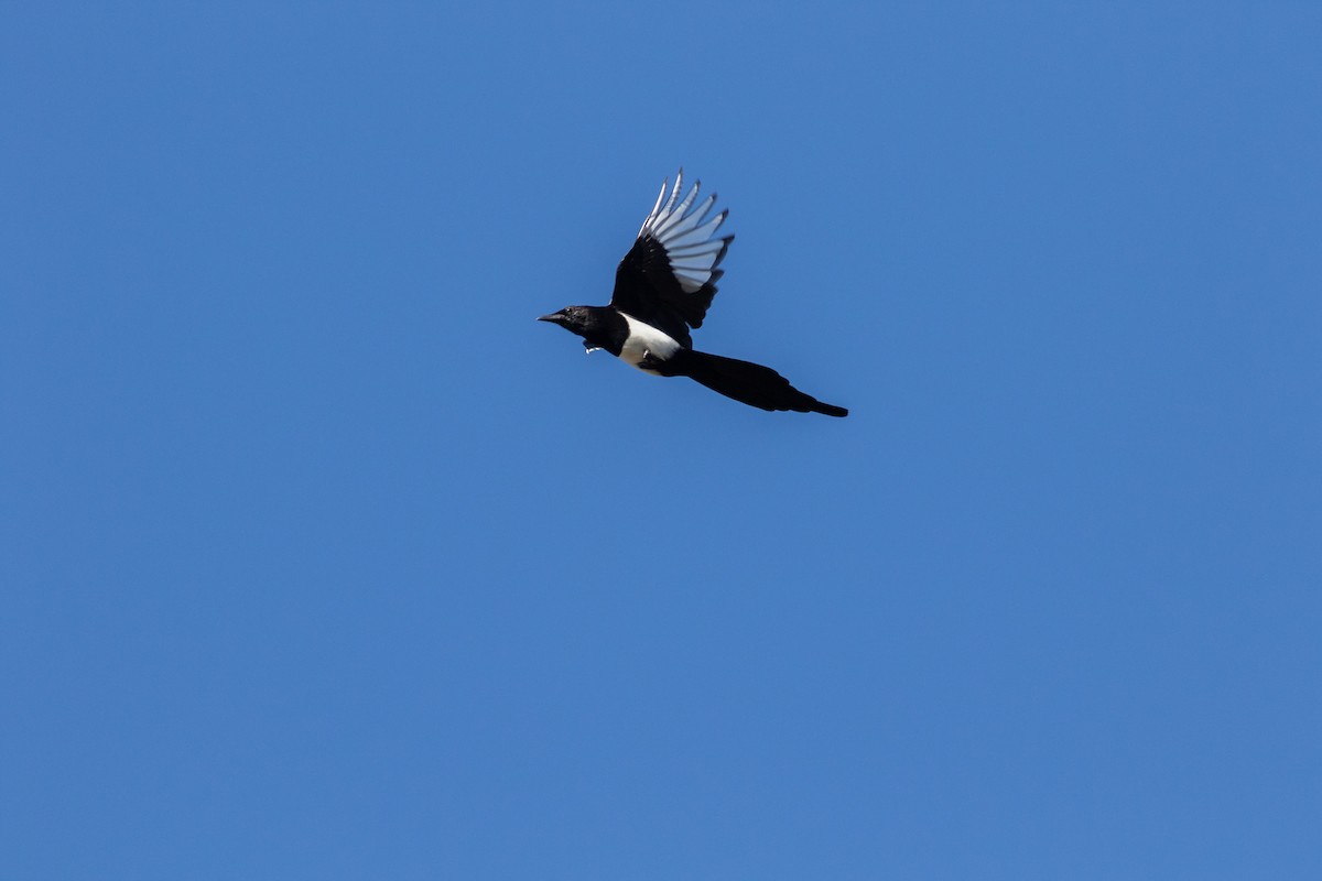 Black-billed Magpie - ML643568017