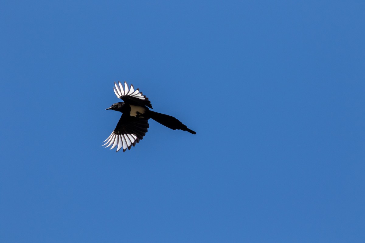 Black-billed Magpie - ML643568018