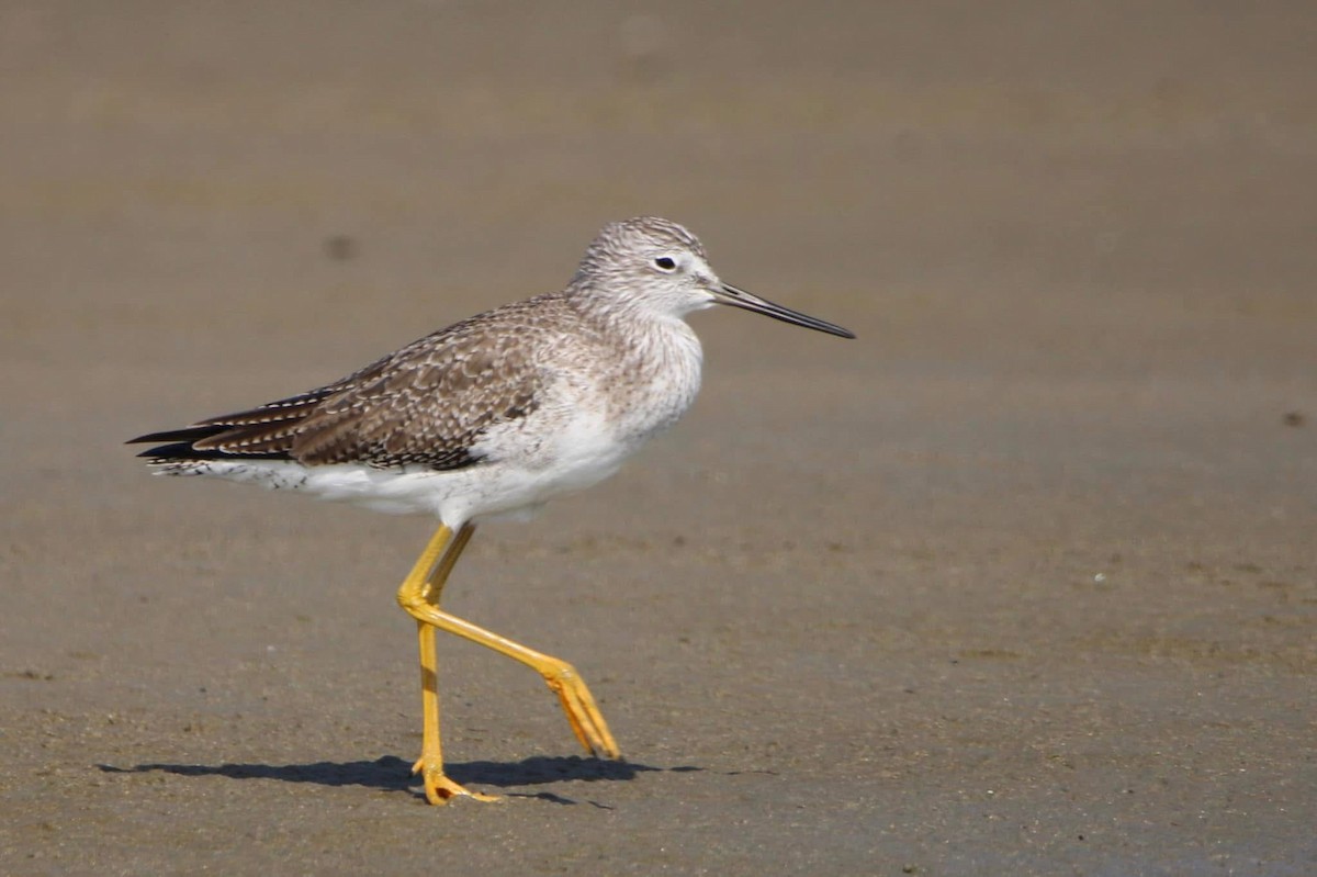 Lesser Yellowlegs - ML643568023