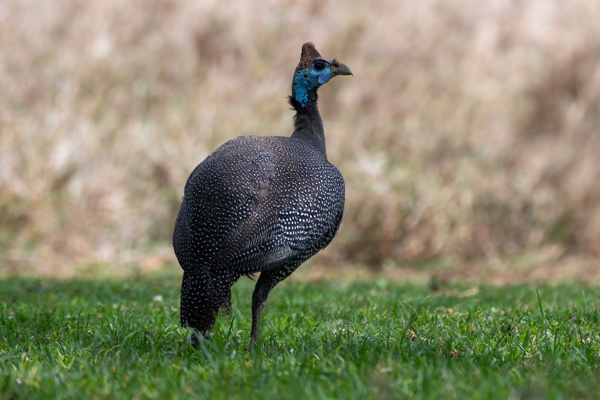 eBird Checklist - 16 Sep 2025 - Lewa Wildlife Conservancy - 57 species ...