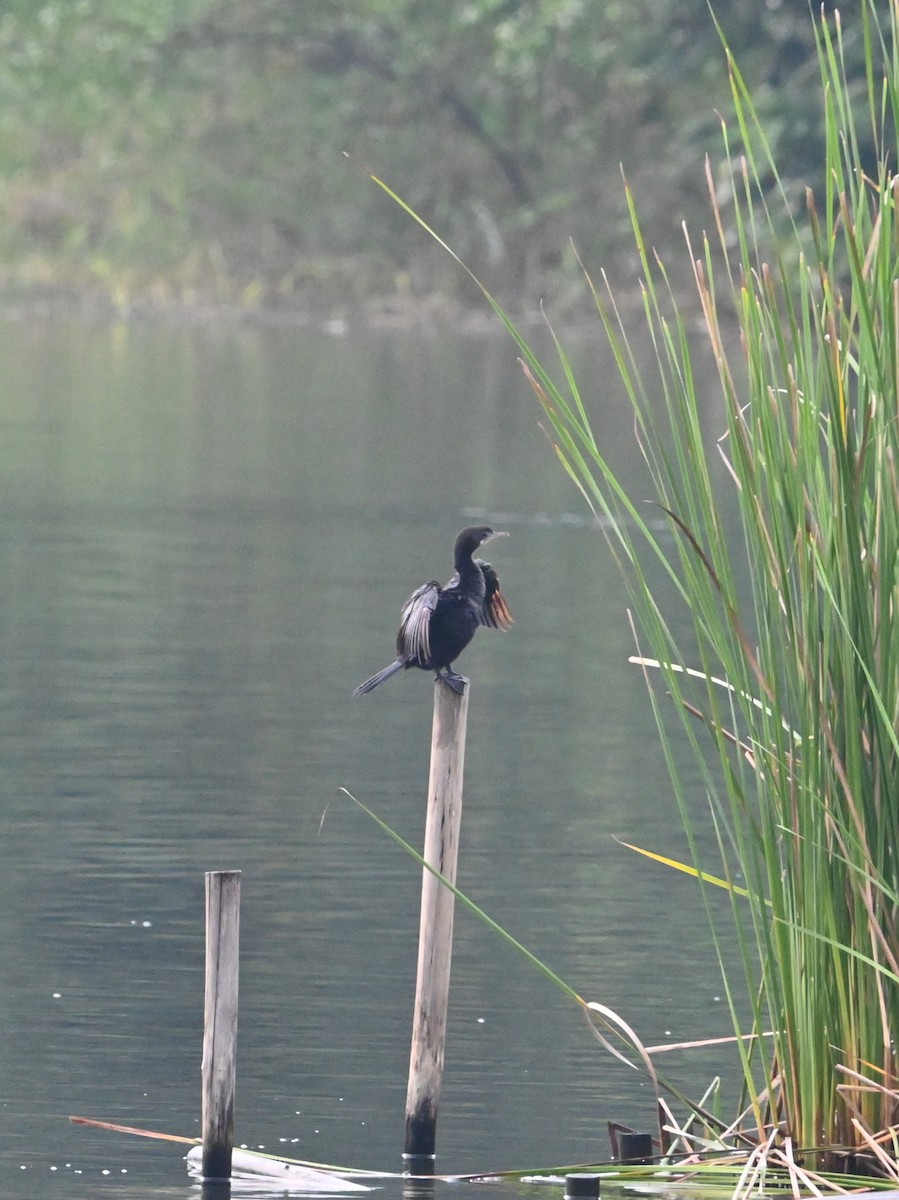 Little Cormorant - ML643568049
