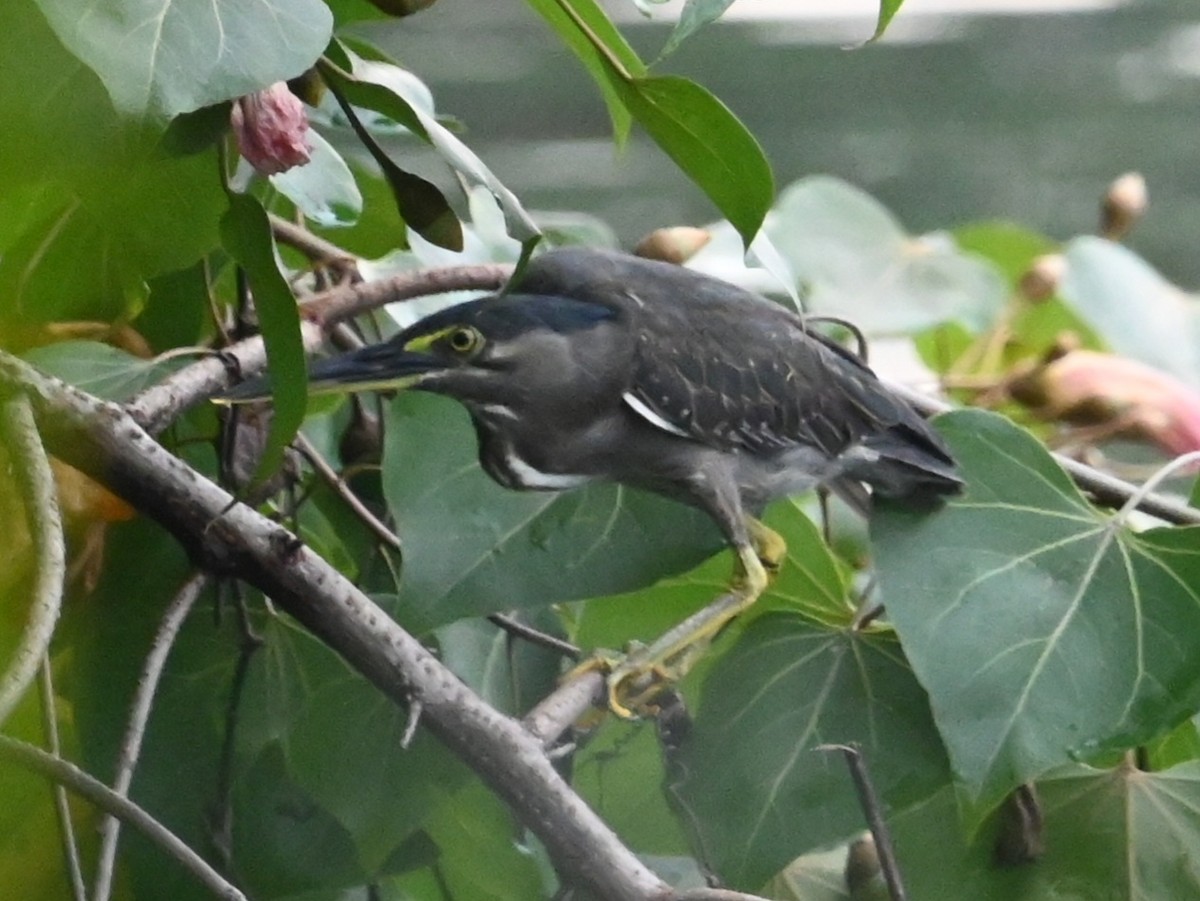 Little Heron - ML643568054